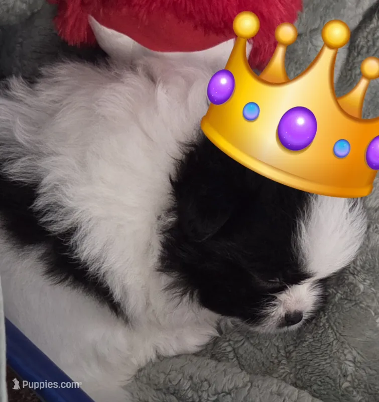 Draco – Shiranian puppy for sale in Lawrenceville, GA