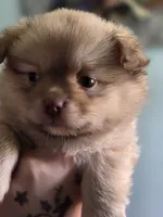 Snitch, a male Shih Tzu and Shiranian for sale in Lawrenceville, GA – 7 of 9