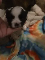 Draco, a male Shiranian for sale in Lawrenceville, GA – 3 of 7