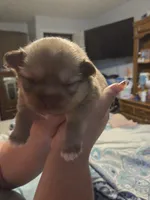 Snitch, a male Shiranian for sale in Lawrenceville, GA – 5 of 8