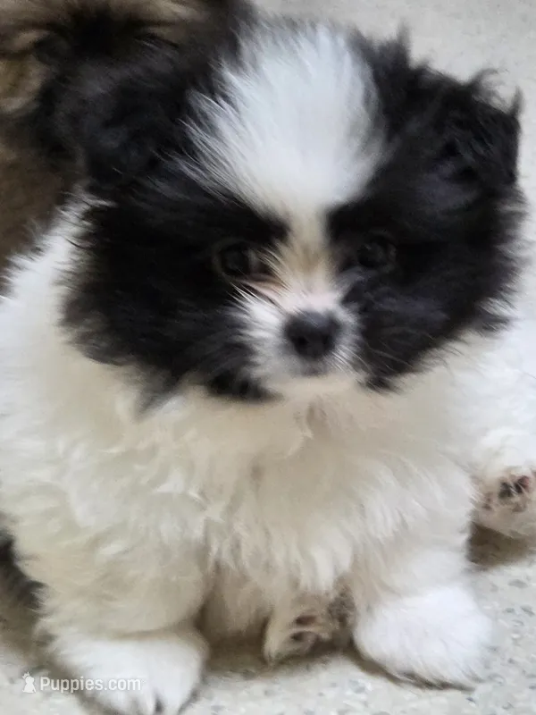 Draco – Pomeranian, Shiranian puppy for sale in Lawrenceville, GA