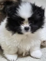 Draco, a male Pomeranian and Shiranian for sale in Lawrenceville, GA – 1 of 9