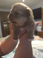 Snitch, a male Shiranian for sale in Lawrenceville, GA – 2 of 8