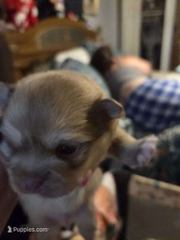 Snitch – Shiranian puppy for sale in Lawrenceville, GA