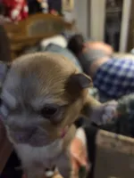Snitch, a male Shiranian for sale in Lawrenceville, GA – 1 of 8