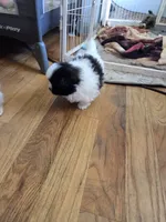 Draco, a male Pomeranian and Shiranian for sale in Lawrenceville, GA – 7 of 9