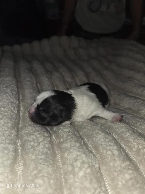Draco – Shiranian puppy for sale in Lawrenceville, GA