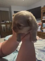 Snitch, a male Shiranian for sale in Lawrenceville, GA – 4 of 8