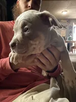 Iris , a female American Bully for sale in Canton, OH – 2 of 4