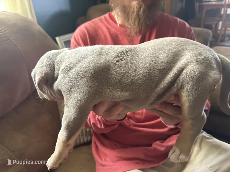Star – American Bully puppy for sale in Canton, OH