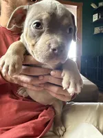 Star, a female American Bully for sale in Canton, OH – 1 of 4