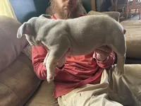 Iris , a female American Bully for sale in Canton, OH – 3 of 4