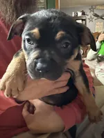 Cookie , a female American Bully for sale in Canton, OH – 2 of 3