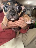 Cookie , a female American Bully for sale in Canton, OH – 1 of 3