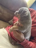 Star, a female American Bully for sale in Canton, OH – 3 of 4