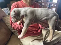 Hazel , a female American Bully for sale in Canton, OH – 3 of 4