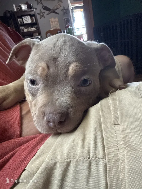 Iris  – American Bully puppy for sale in Canton, OH