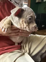 Hazel , a female American Bully for sale in Canton, OH – 2 of 4