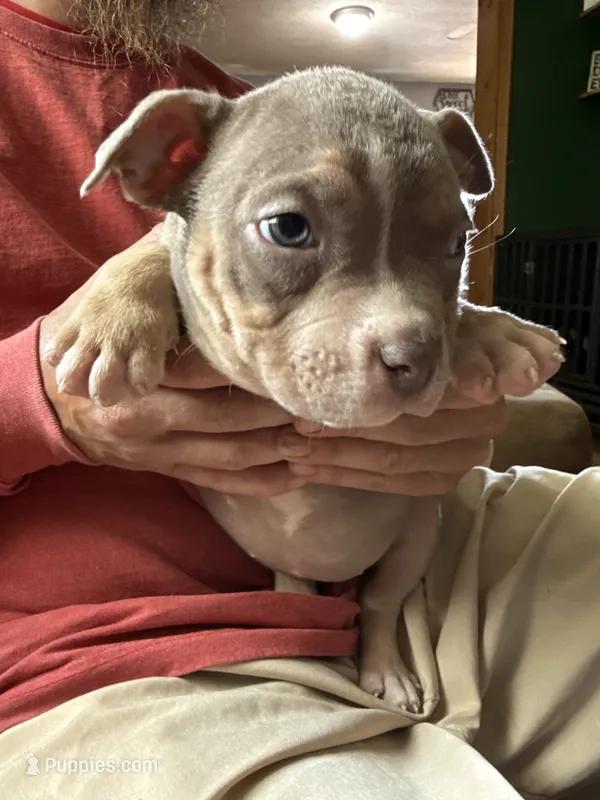 Hazel  – American Bully puppy for sale in Canton, OH