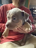 Star, a female American Bully for sale in Canton, OH – 2 of 4