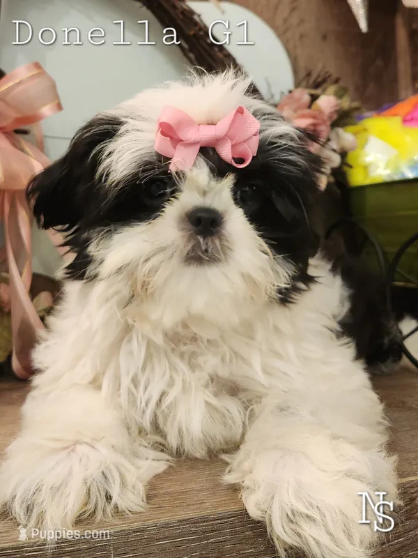 Donella G1  – Shih Tzu puppy for sale in Marion, MA