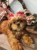 Nova Girl2, a female Shih Tzu for sale in Marion, MA – Photo 1 of 2