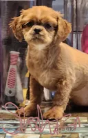 Nova Girl2, a female Shih Tzu for sale in Marion, MA – Photo 2 of 2