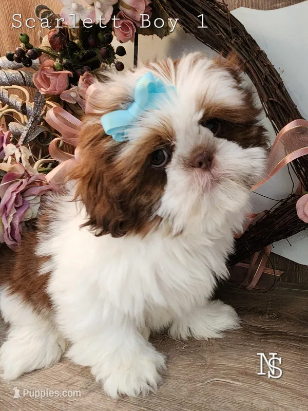 Scarlett Boy1 – Shih Tzu puppy for sale in Marion, MA