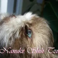 eyes, a  Shih Tzu for sale in Marion, MA – Photo 6 of 6