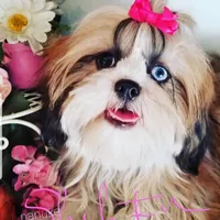 eyes, a  Shih Tzu for sale in Marion, MA – Photo 4 of 6