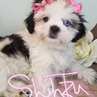 eyes, a  Shih Tzu for sale in Marion, MA – Photo 3 of 6