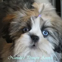 eyes, a  Shih Tzu for sale in Marion, MA – Photo 5 of 6