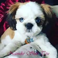 eyes, a  Shih Tzu for sale in Marion, MA – Photo 1 of 6