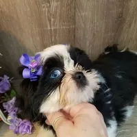 eyes, a  Shih Tzu for sale in Marion, MA – Photo 2 of 6