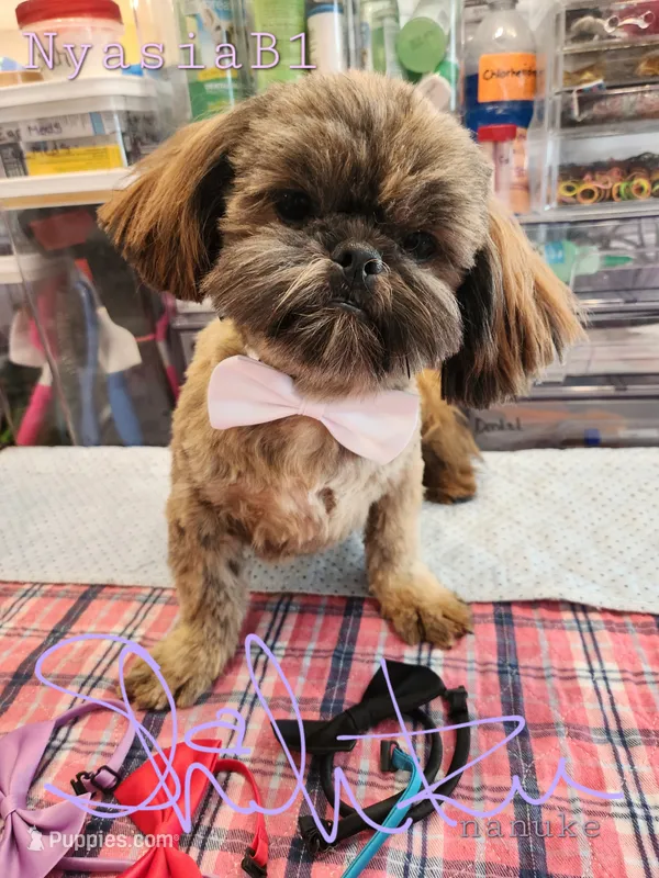 Nyasia Boy1  – Shih Tzu puppy for sale in Marion, MA