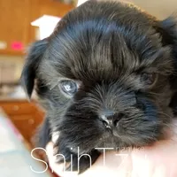 Black, a male Shih Tzu for sale in Marion, MA – Photo 5 of 6