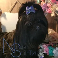 Black, a male Shih Tzu for sale in Marion, MA – Photo 3 of 6