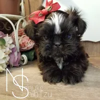 Black, a male Shih Tzu for sale in Marion, MA – Photo 4 of 6