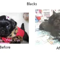 Black, a male Shih Tzu for sale in Marion, MA – Photo 1 of 6