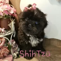 Black, a male Shih Tzu for sale in Marion, MA – Photo 6 of 6