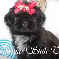 Black, a male Shih Tzu for sale in Marion, MA – Photo 2 of 6