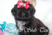 Black, a male Shih Tzu for sale in Marion, MA – Photo 2 of 6