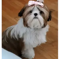 Pebbles, a female Shih Tzu for sale in Marion, MA – 1 of 1