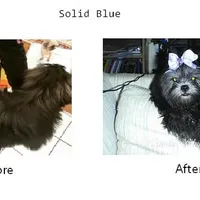 Blue, a male Shih Tzu for sale in Marion, MA – Photo 1 of 4