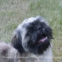 Blue, a male Shih Tzu for sale in Marion, MA – Photo 2 of 4