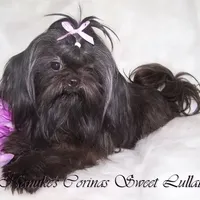 Blue, a male Shih Tzu for sale in Marion, MA – Photo 3 of 4