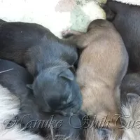 Blue, a male Shih Tzu for sale in Marion, MA – Photo 4 of 4