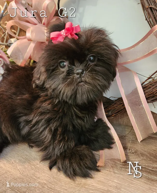 Jura Girl2 – Shih Tzu puppy for sale in Marion, MA
