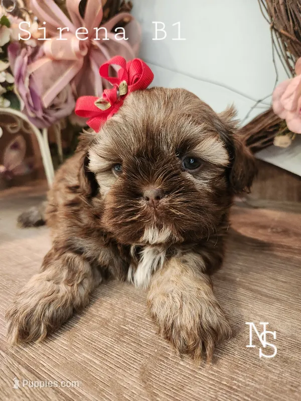 Sirena Boy 1 – Shih Tzu puppy for sale in Marion, MA
