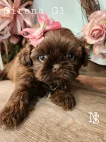 Sirena Girl 1, a female Shih Tzu for sale in Marion, MA – 1 of 1